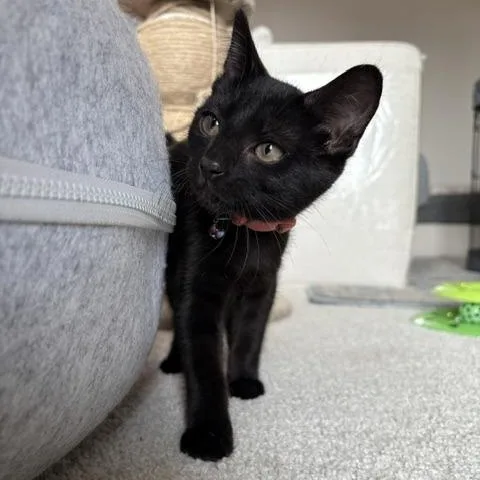 A baby small-sized female Black Domestic Short Hair cat named Blackboard for adoption in Richmond, VA