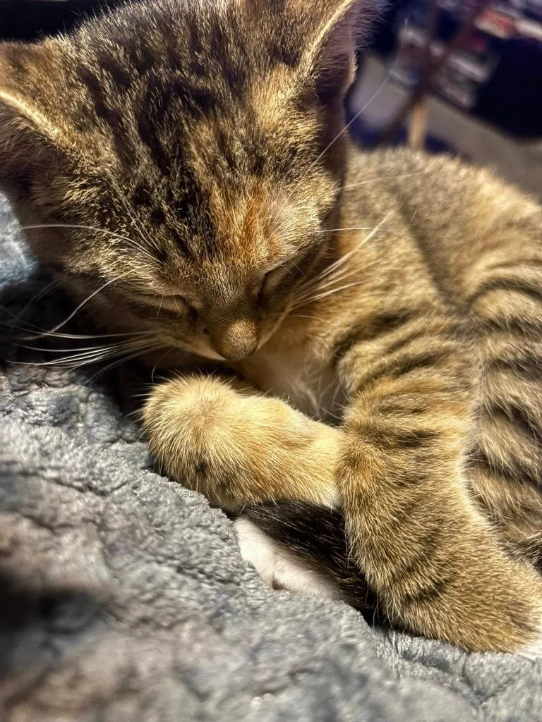A young medium-sized female Domestic Short Hair cat named Acid Pop for adoption in Hoover , AL