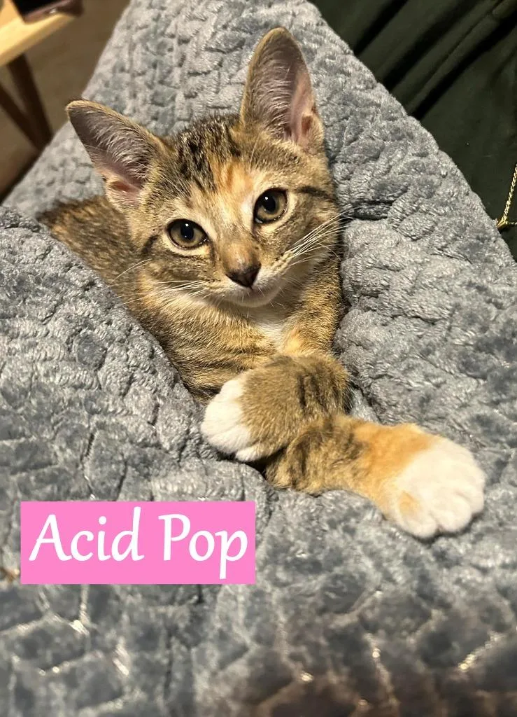 Acid Pop thumbnail 3
