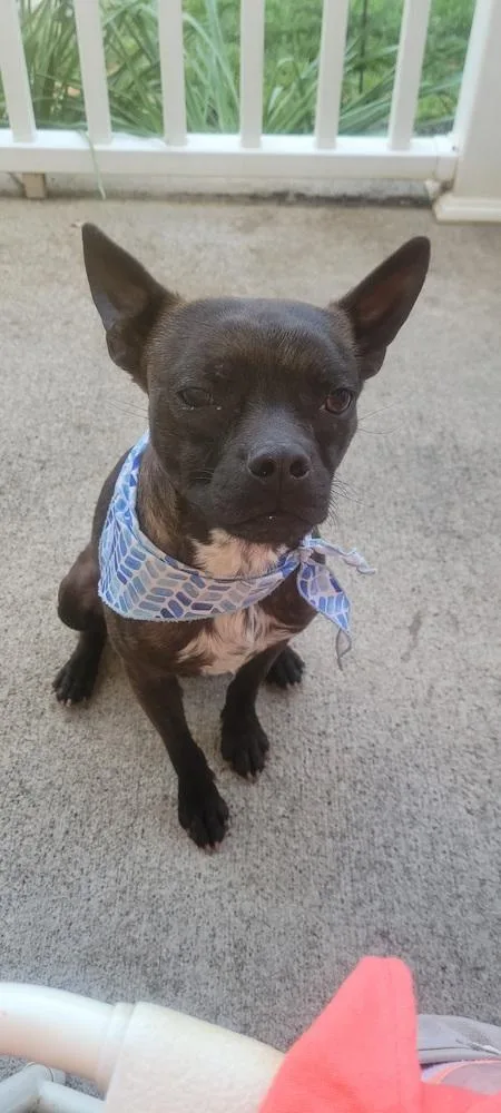 A young small-sized male Boston Terrier dog named Buckley Mcgeeasheville  Nc for adoption in Maryville, TN