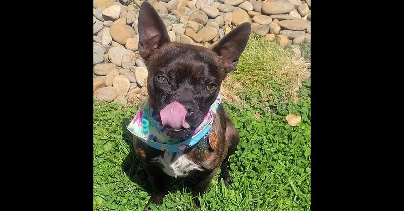 Buckley Mcgeeasheville  Nc thumbnail 4