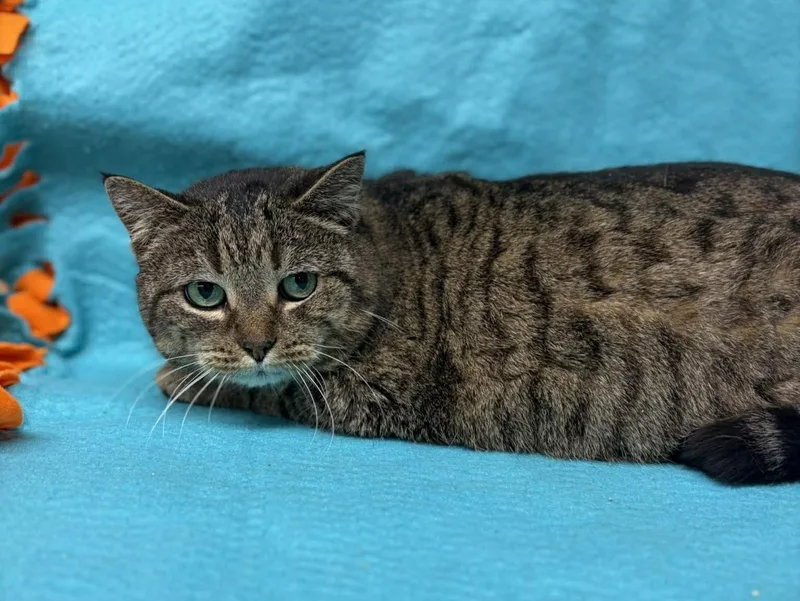 A senior medium-sized female Tabby (Brown / Chocolate) Domestic Short Hair cat named Juliet for adoption in Maryville, MO