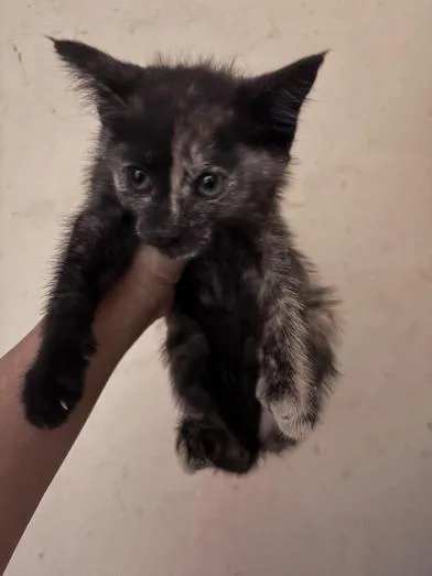 A baby small-sized female Domestic Medium Hair cat named Pasita for adoption in Liverpool, TX