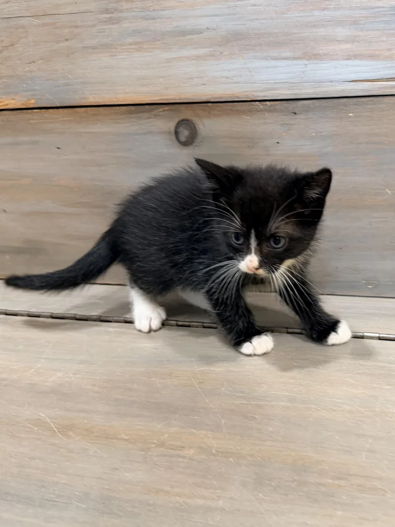 A baby medium-sized male Black Domestic Short Hair cat named Sinatra for adoption in Baker, LA