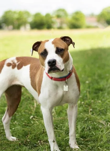 An adult medium-sized female White / Cream Mixed Breed dog named Dolly for adoption in Hamilton, OH
