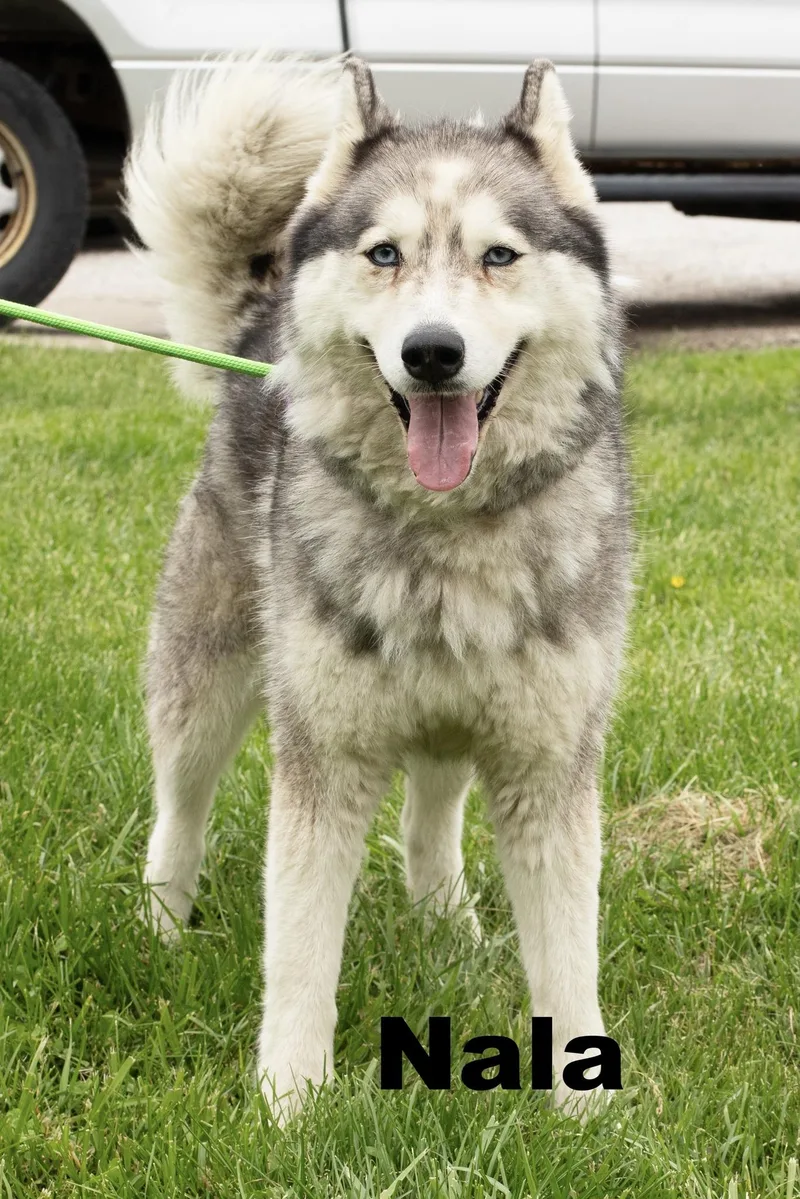 Nala