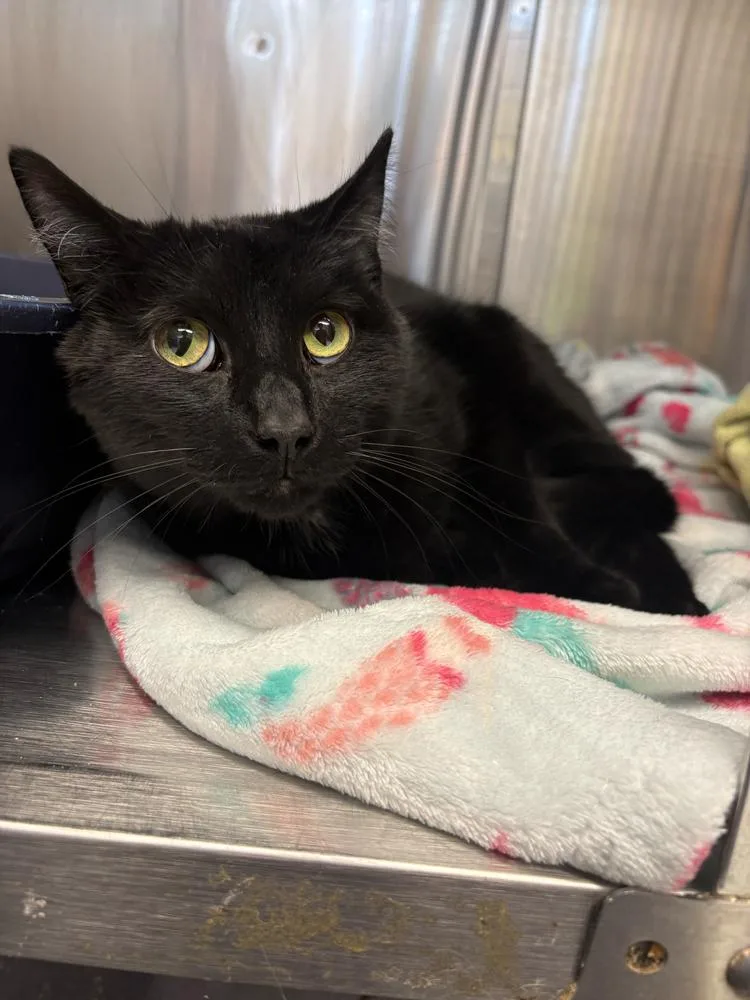 An adult large-sized male Black Domestic Short Hair cat named Bijan for adoption in Bowling Green, OH