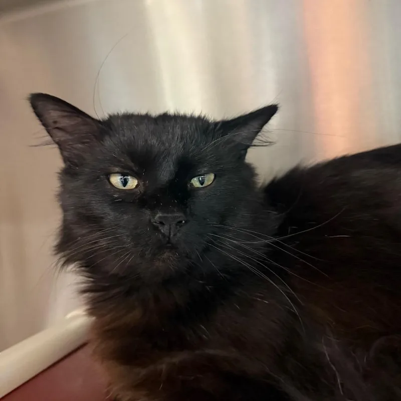 An adult small-sized male Black Domestic Medium Hair cat named Percy for adoption in Sand Springs, OK