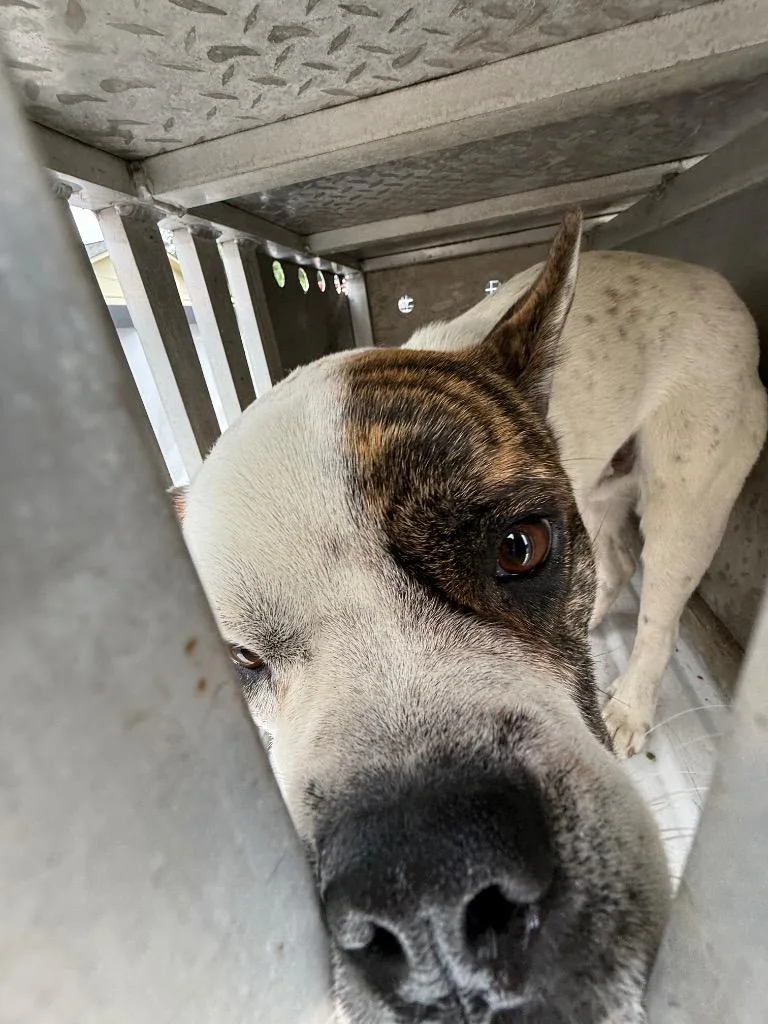 An adult medium-sized male Mixed Breed dog named Axel for adoption in Effingham, SC