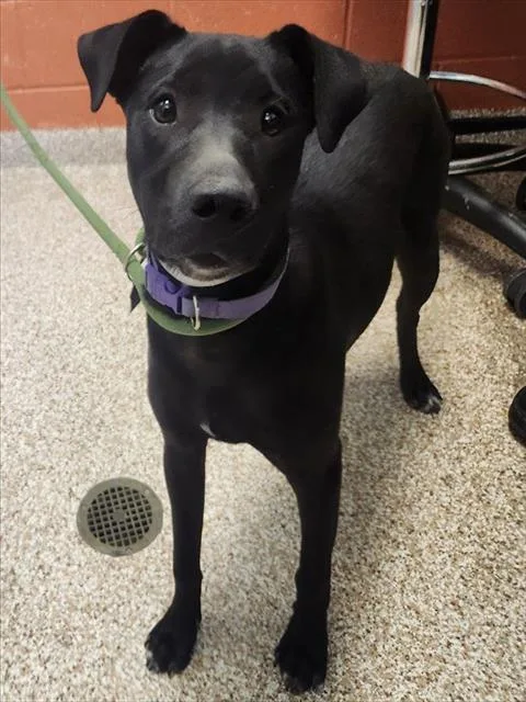 A young medium-sized female Terrier dog named Harper for adoption in Colorado Springs, CO