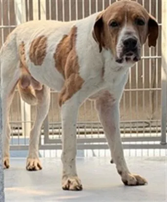 An adult medium-sized male Pit Bull Terrier dog named Coby for adoption in Downey, CA