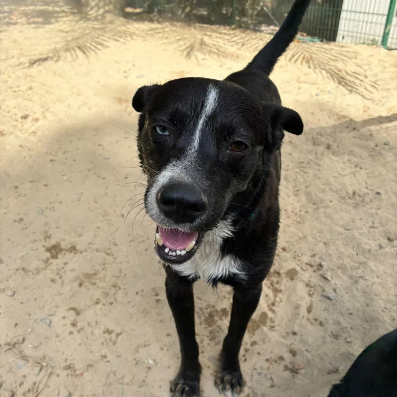 An adult medium-sized male Black Labrador Retriever dog named Roo for adoption in Rio Grande , PR