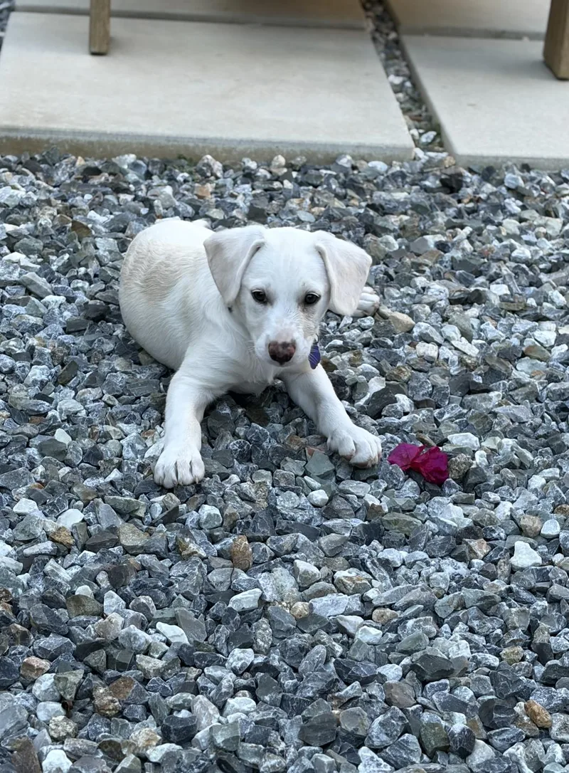A young medium-sized female Labrador Retriever dog named Jolene for adoption in Los Angeles, CA