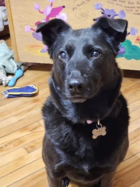 An adult medium-sized female Labrador Retriever dog named Penny for adoption in Minneapolis, MN