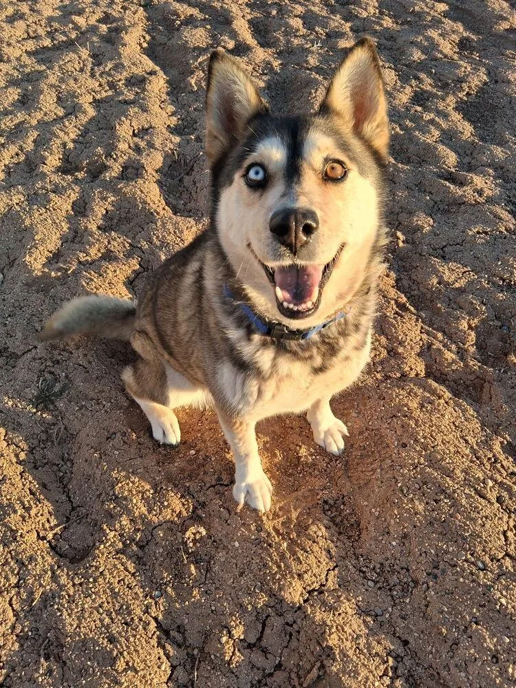 An adult large-sized female Siberian Husky dog named Mishka for adoption in Mountainair, NM