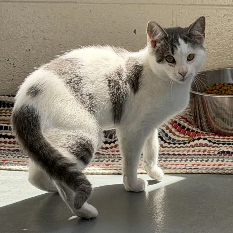 A baby medium-sized female Gray & White Domestic Short Hair cat named Emmaline for adoption in Latrobe, PA
