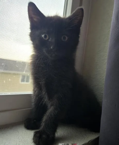 A baby small-sized male Domestic Short Hair cat named Eggs for adoption in Colorado Springs, CO