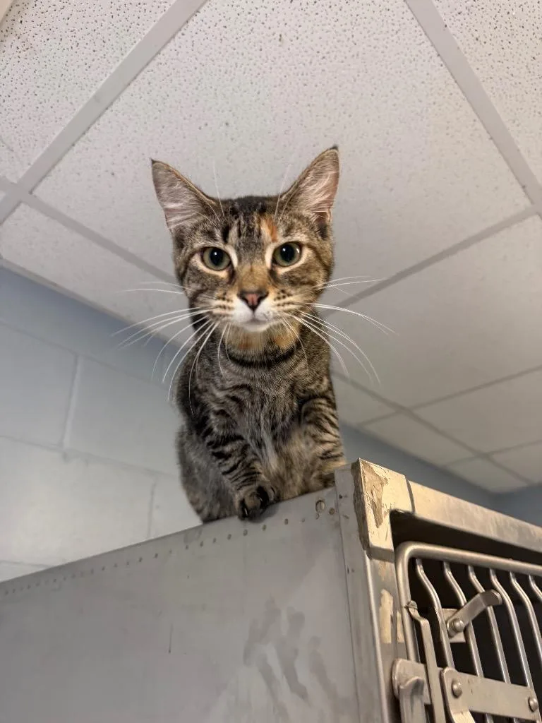 A baby medium-sized female Domestic Medium Hair cat named Sarabi for adoption in Greenwood, MS