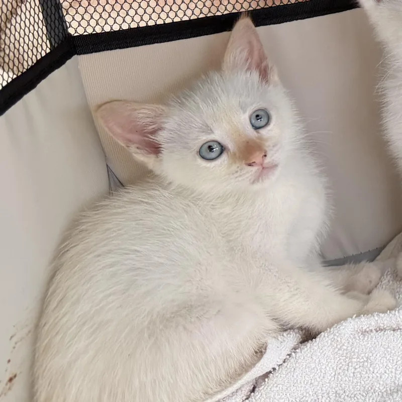 A baby medium-sized male Flame Point Domestic Short Hair cat named Mango for adoption in jacksonville, FL