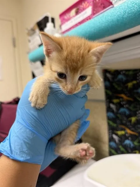 A baby small-sized female Domestic Short Hair cat named Clementine for adoption in Riverside, CA