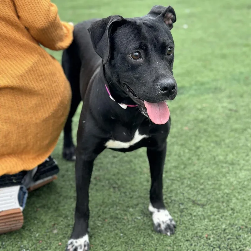 An adult medium-sized female Black Mixed Breed dog named Barbie for adoption in Memphis, TN