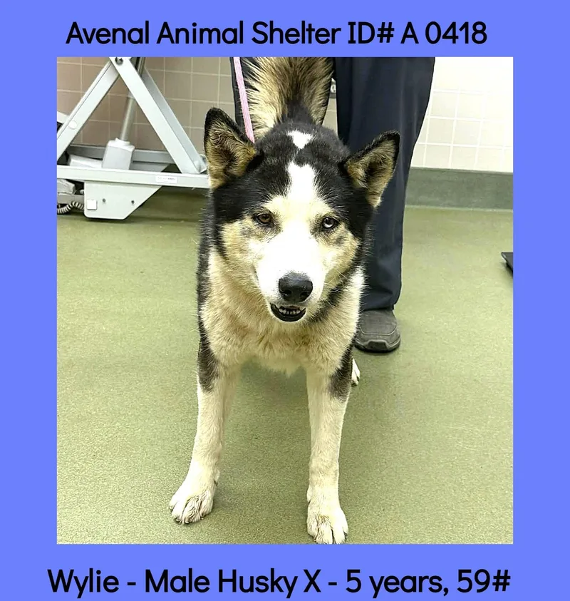 An adult medium-sized male Black Husky dog named Wylie for adoption in Avenal, CA