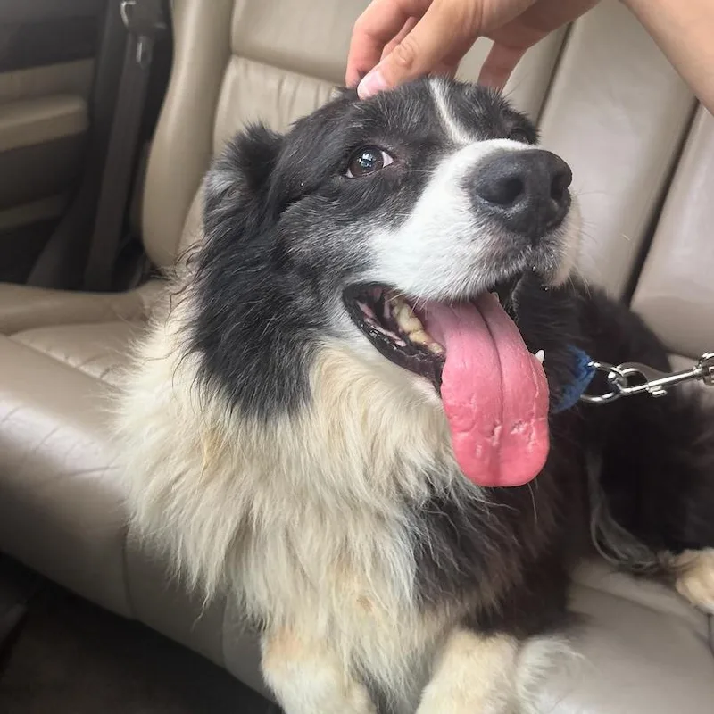 An adult medium-sized male Border Collie dog named Rollie for adoption in Austin, TX