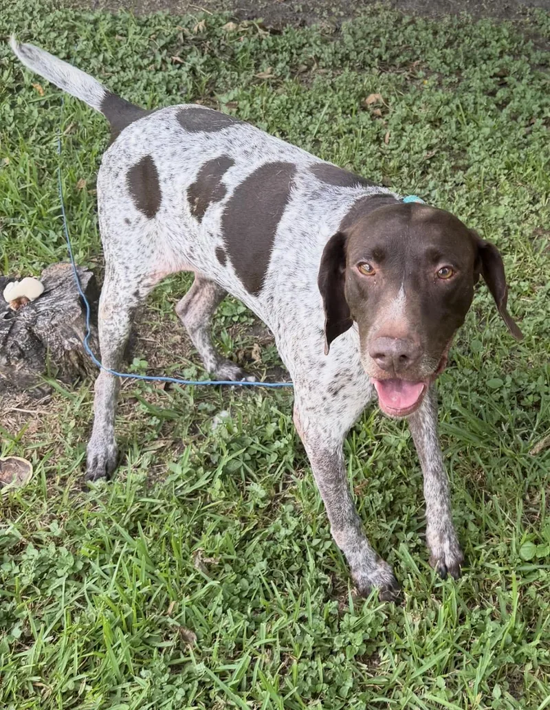 An adult medium-sized male German Shorthaired Pointer dog named Miller for adoption in Louise, TX