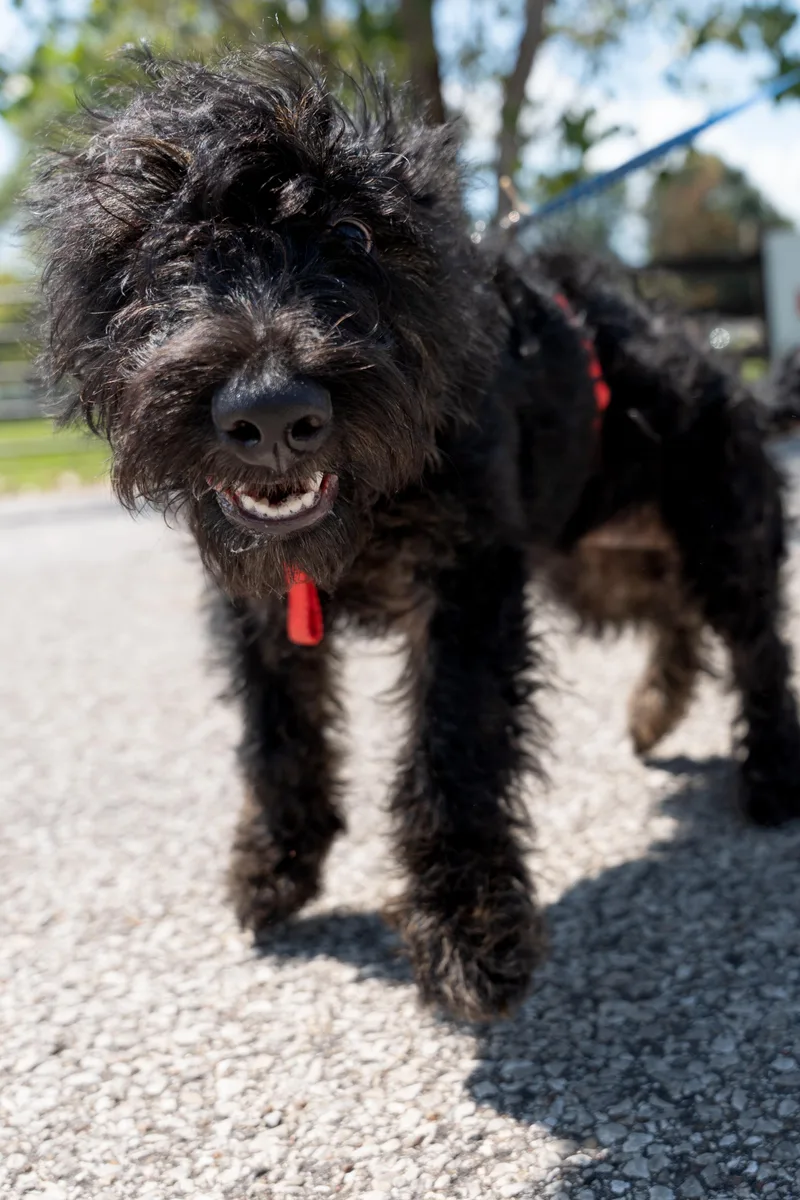 A young medium-sized male Black Schnauzer dog named Bocephus for adoption in Owensboro, KY