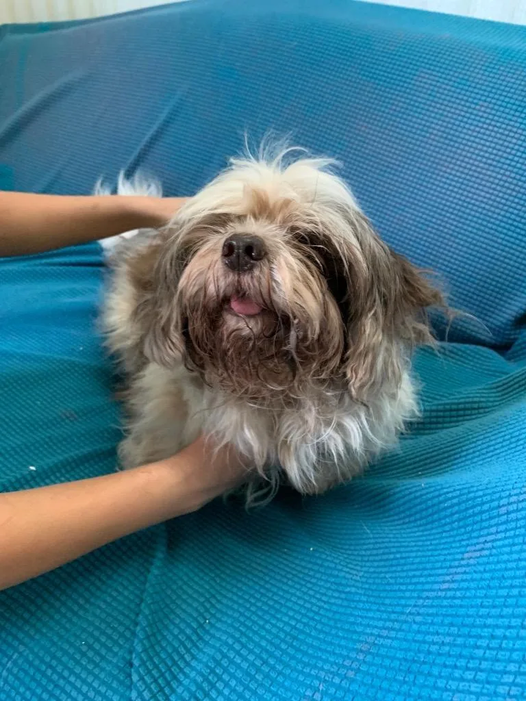 An adult small-sized female Shih Tzu dog named Maggie for adoption in Luling, TX
