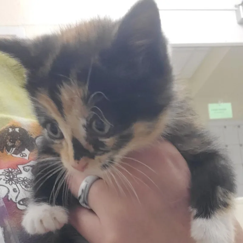 A baby small-sized female Tortoiseshell Domestic Short Hair cat named Buttercup for adoption in Novelty, OH
