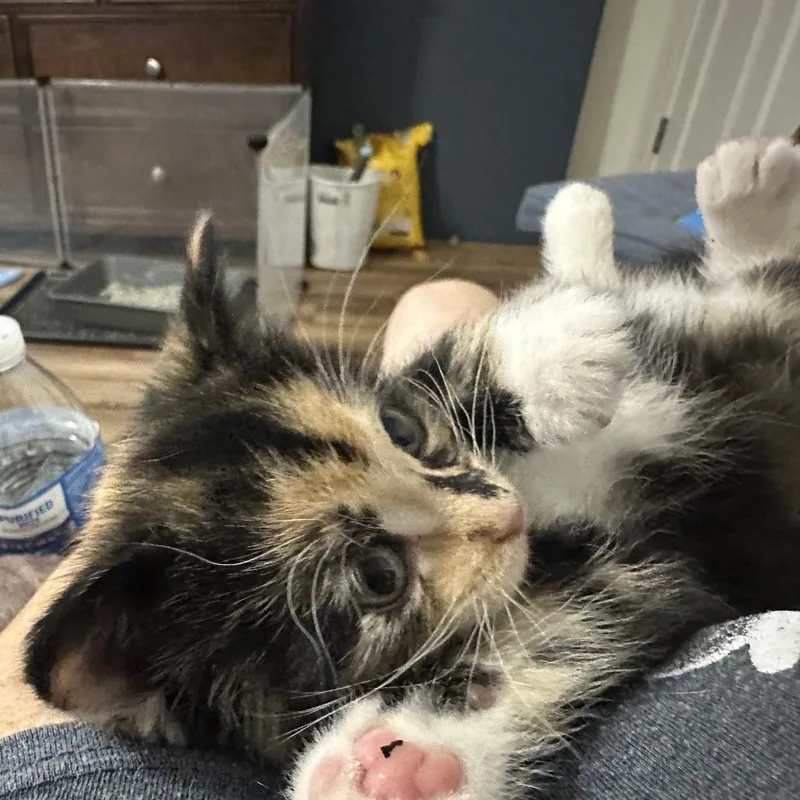 Buttercup thumbnail 2
