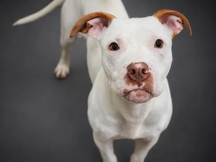 A young small-sized male Pit Bull Terrier dog named Pete for adoption in Bowling Green, KY