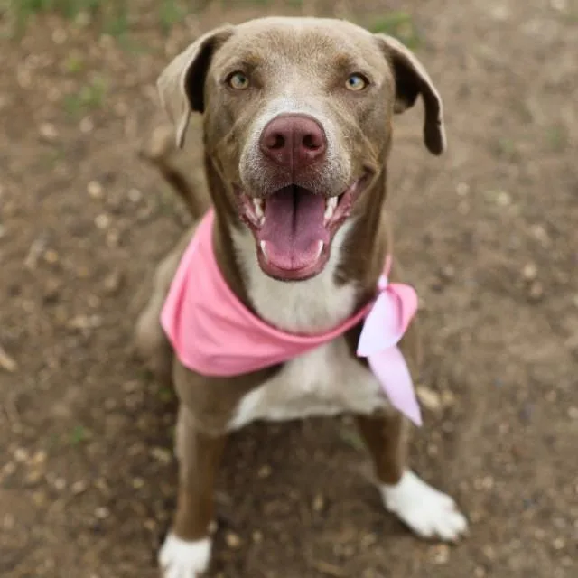 A young medium-sized female American Staffordshire Terrier dog named Dancer for adoption in San Antonio, TX