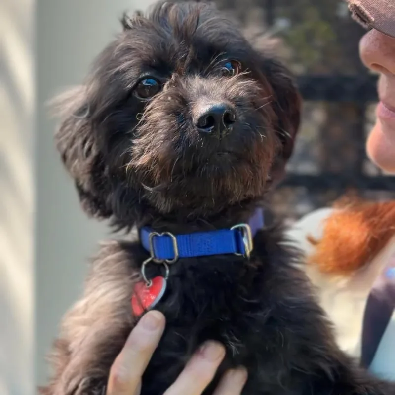 An adult small-sized male Black Maltese dog named Harry A for adoption in Middletown, NY