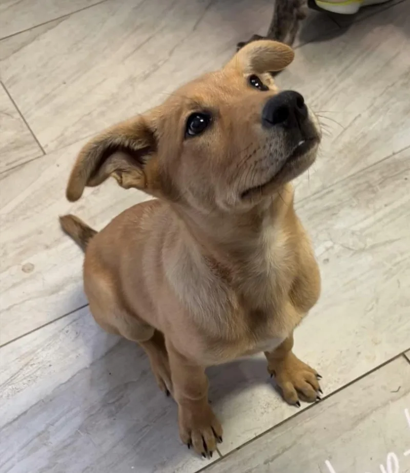 Pineapple In New England thumbnail 2