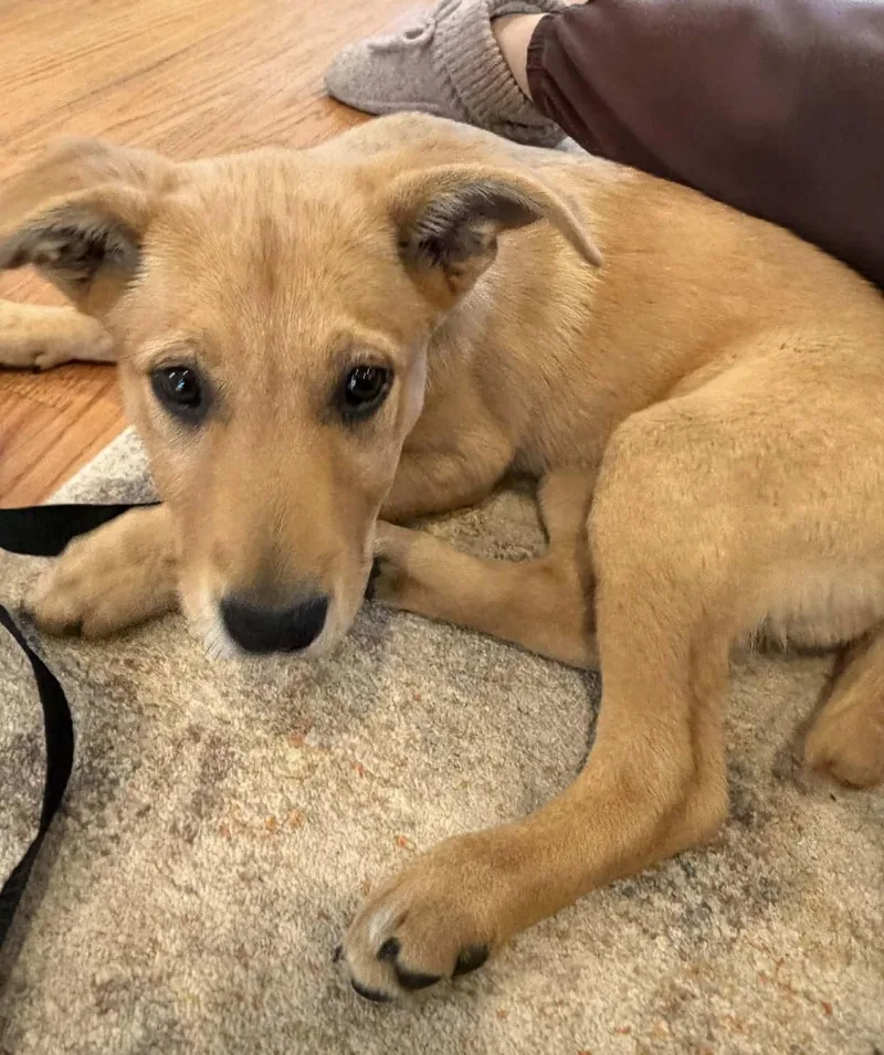 Pineapple In New England thumbnail 3