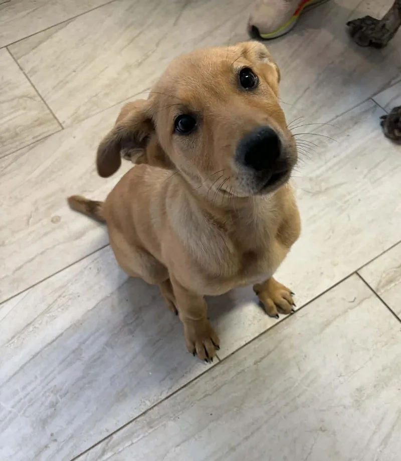 A baby large-sized female German Shepherd Dog dog named Pineapple In New England for adoption in Alexander, AR
