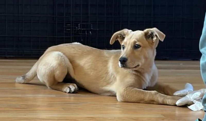 Pineapple In New England thumbnail 4