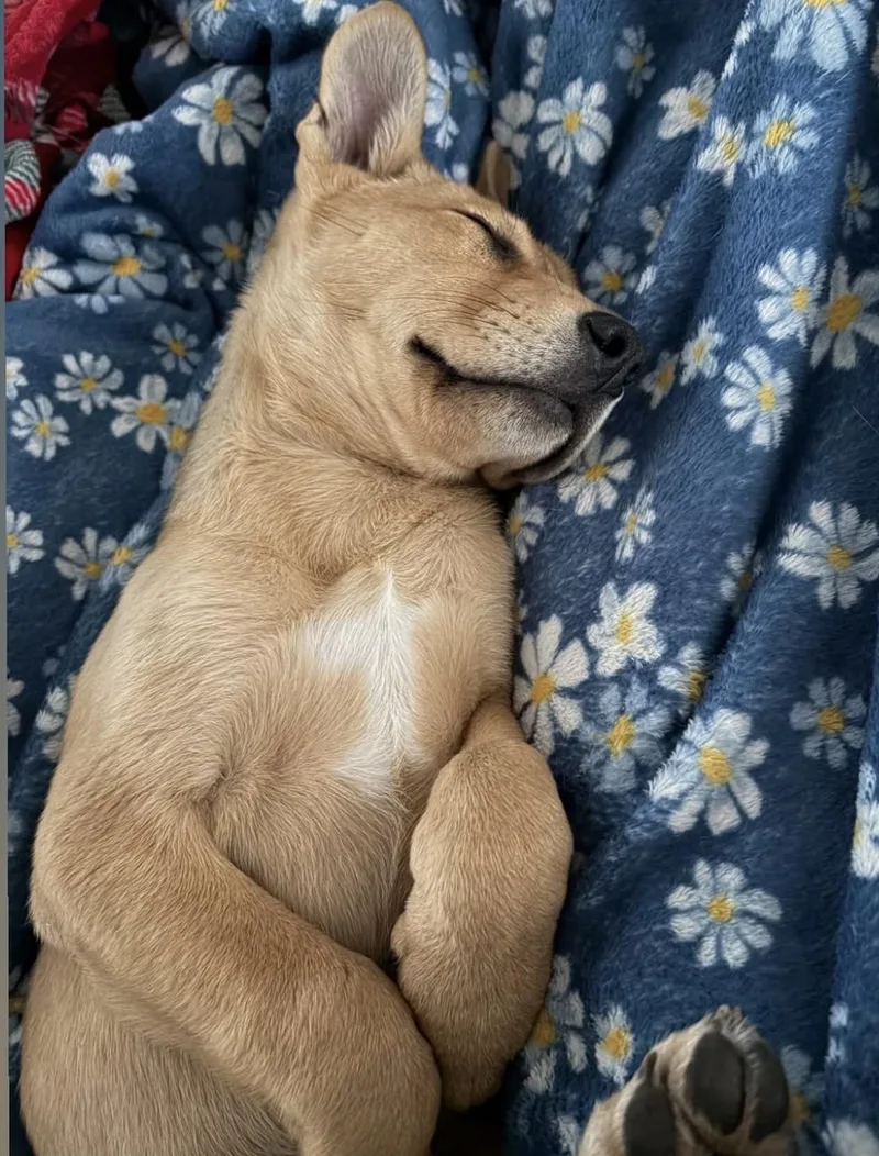 Pineapple In New England thumbnail 5