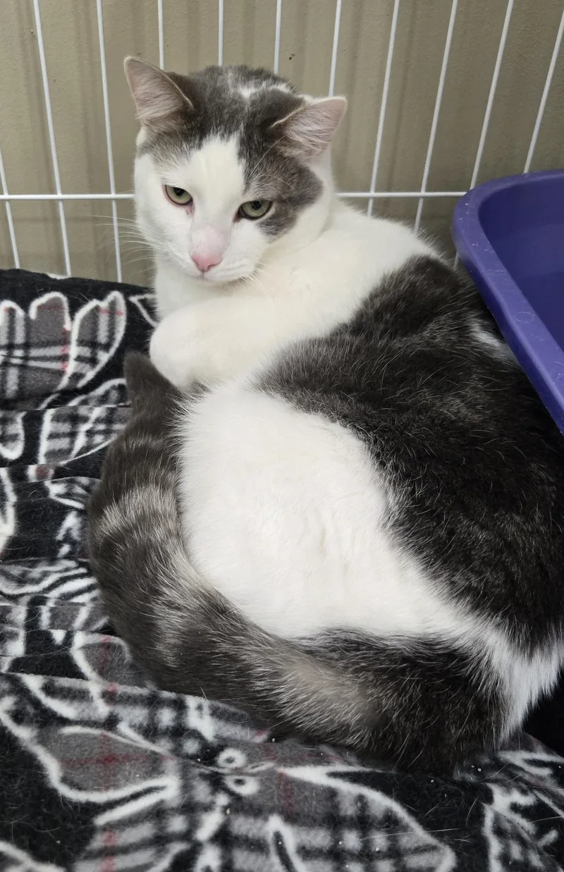 An adult medium-sized male Gray & White Domestic Short Hair cat named Sly & Felix for adoption in Mokena, IL