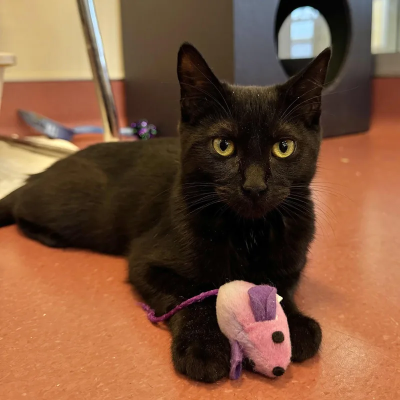 A young small-sized female Black Domestic Short Hair cat named Daisy for adoption in Burlingame, CA
