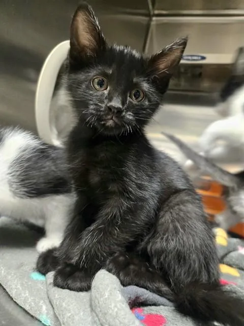 A baby medium-sized female Domestic Short Hair cat named Mina for adoption in Olivette, MO