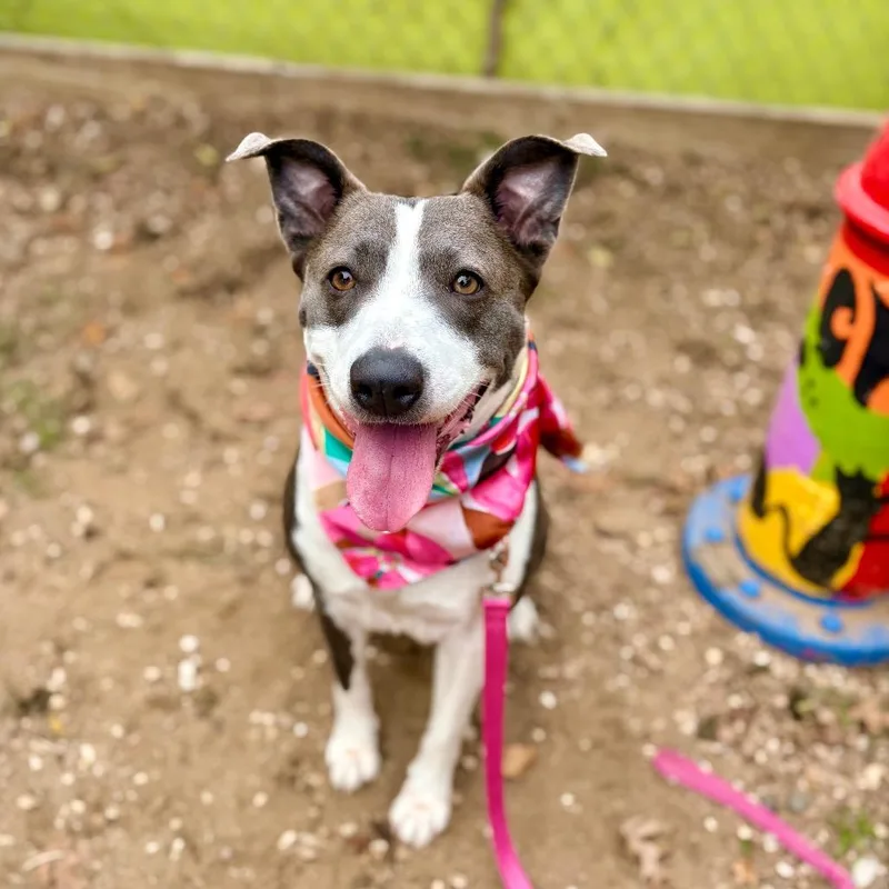 An adult medium-sized female Border Collie dog named Susan for adoption in Austin, TX