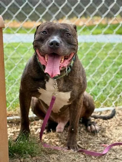 An adult extra large-sized male Mixed Breed dog named Todd for adoption in West Chester, PA