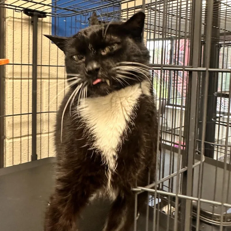 An adult large-sized male Black Domestic Short Hair cat named Snaggle Tooth for adoption in Rocky Mount, VA