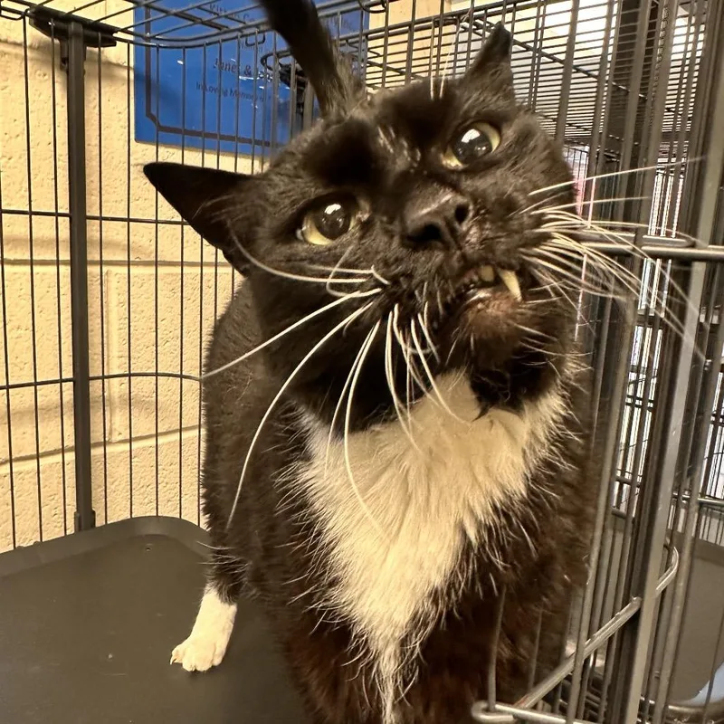 Snaggle Tooth thumbnail 2