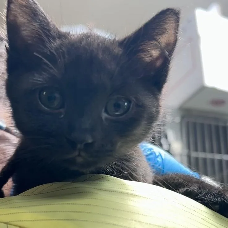 A baby small-sized male Domestic Short Hair cat named Jason for adoption in Baltimore, MD