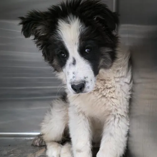 A baby small-sized male White / Cream Husky dog named Rex for adoption in Fort Collins, CO
