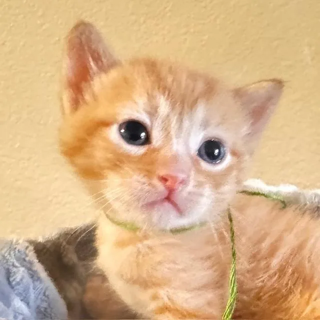 A baby small-sized male Domestic Short Hair cat named Frodo [and Samwise] for adoption in Santa Fe, NM